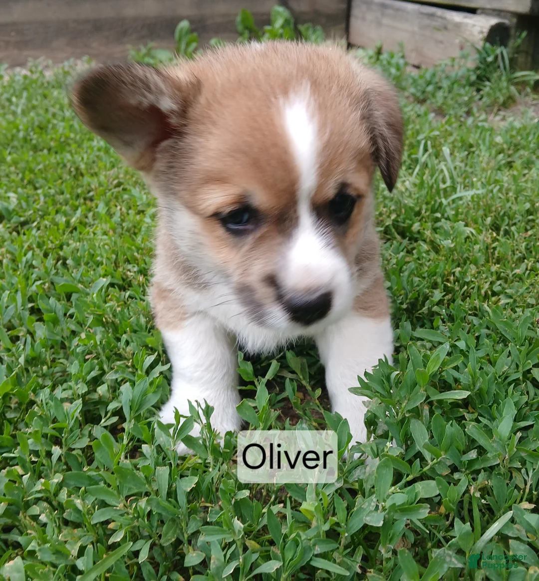 Welsh Corgi Pembroke dogs for sale: OLIVER  - Ad 1