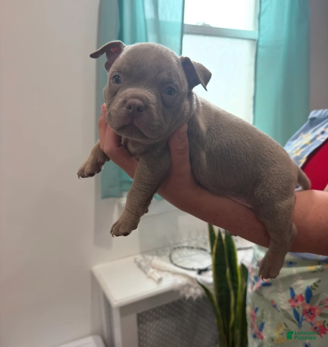 American Bully dogs for sale: American Bully 1 - Ad 1