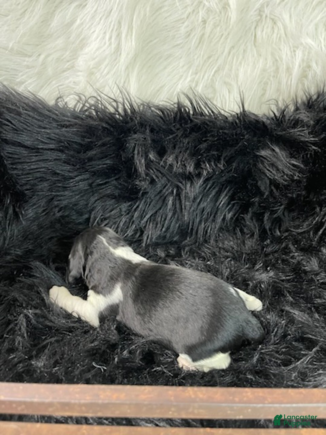 English Springer Spaniel dogs for sale: Sage - Ad 3