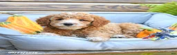 Cavapoo dogs for sale: Warrior - Ad 3