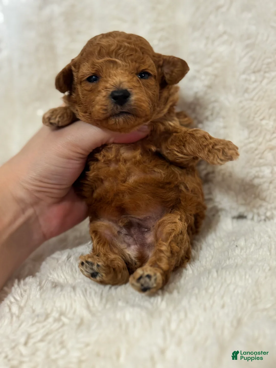 Toy Poodle dogs for sale: Teddy  - Ad 5