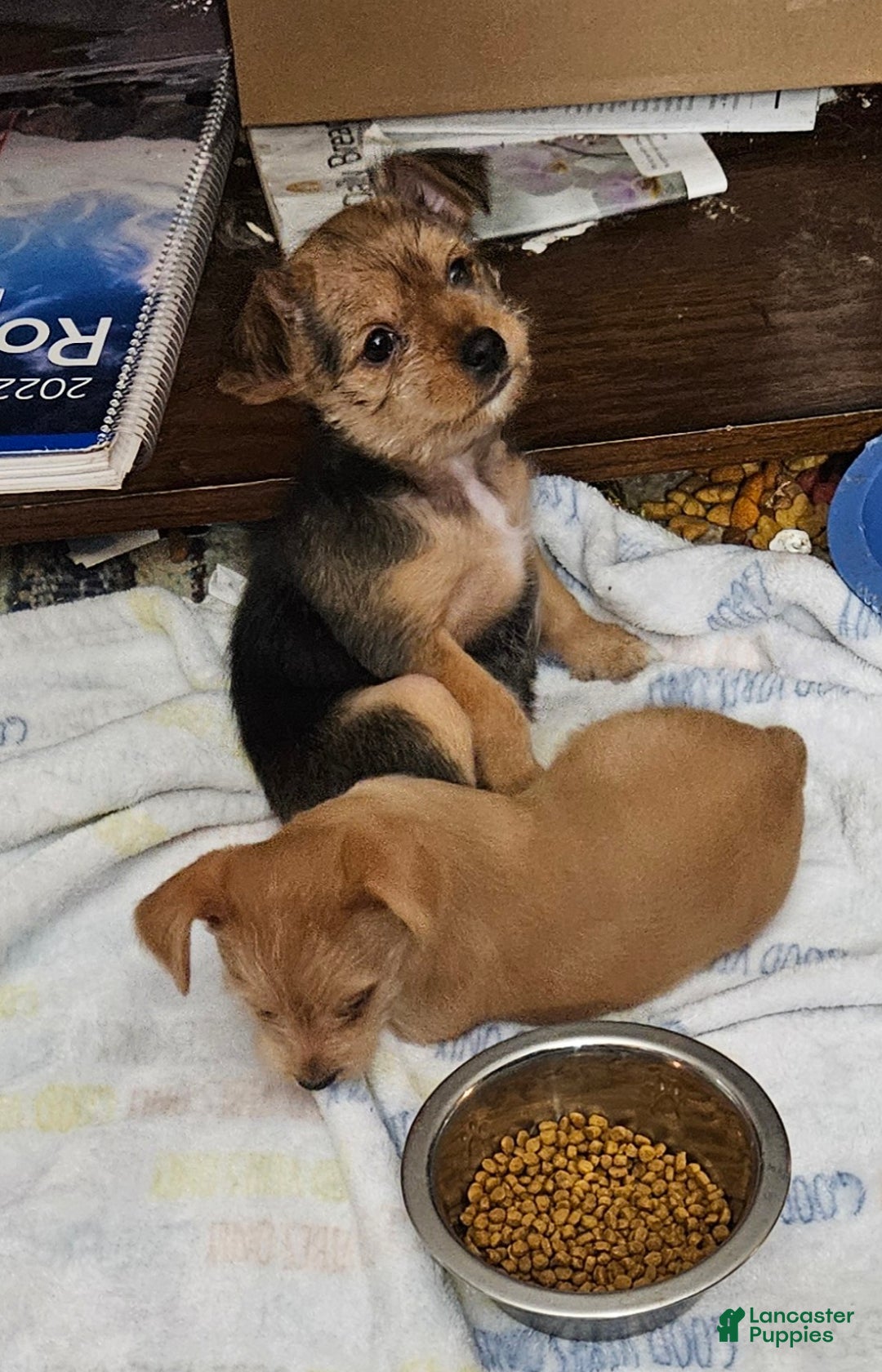 Chorkie dogs for sale: Bell - Ad 11