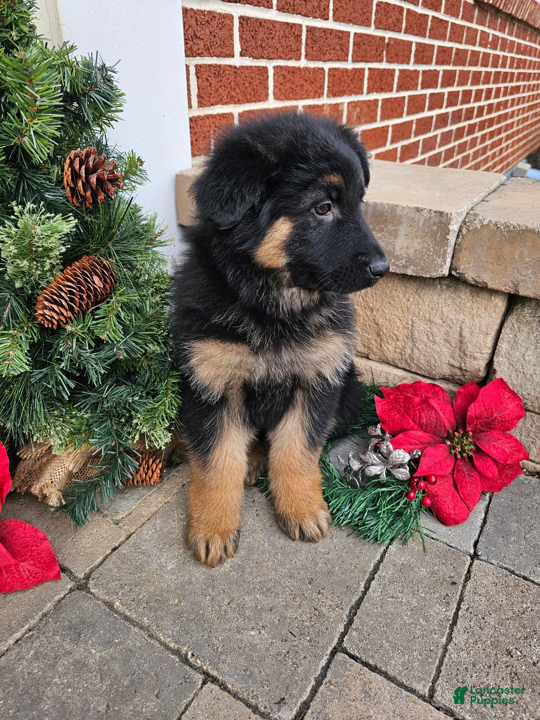 German Shepherd dogs for sale: Skye - Ad 3