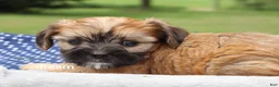 Mixed Breed dogs for sale: Nash - Ad 4