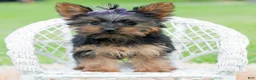 Yorkshire Terrier dogs for sale: Rosaria - Ad 2