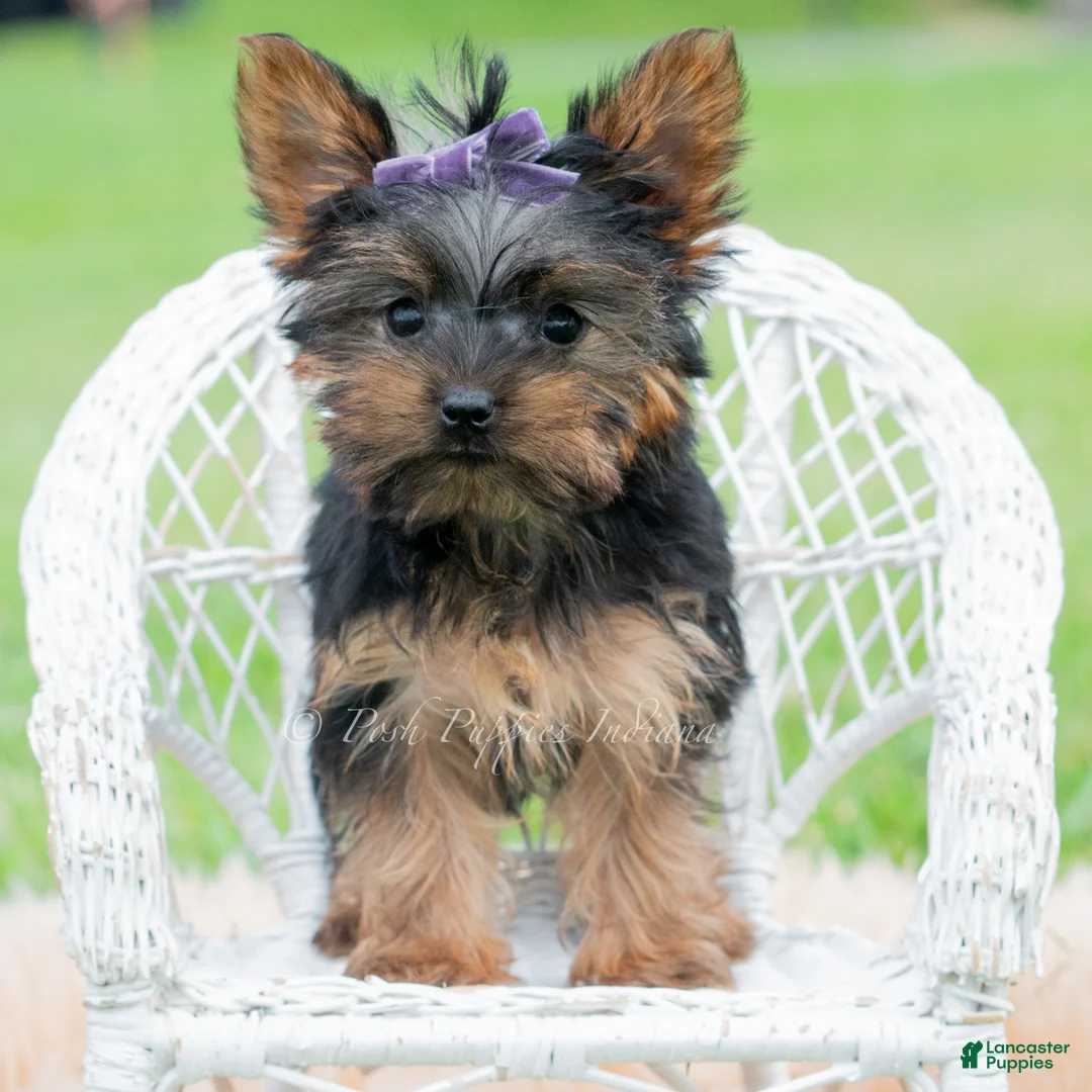 Yorkshire Terrier dogs for sale: Rosaria - Ad 2