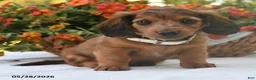 Dachshund dogs for sale: Oscar - Ad 4