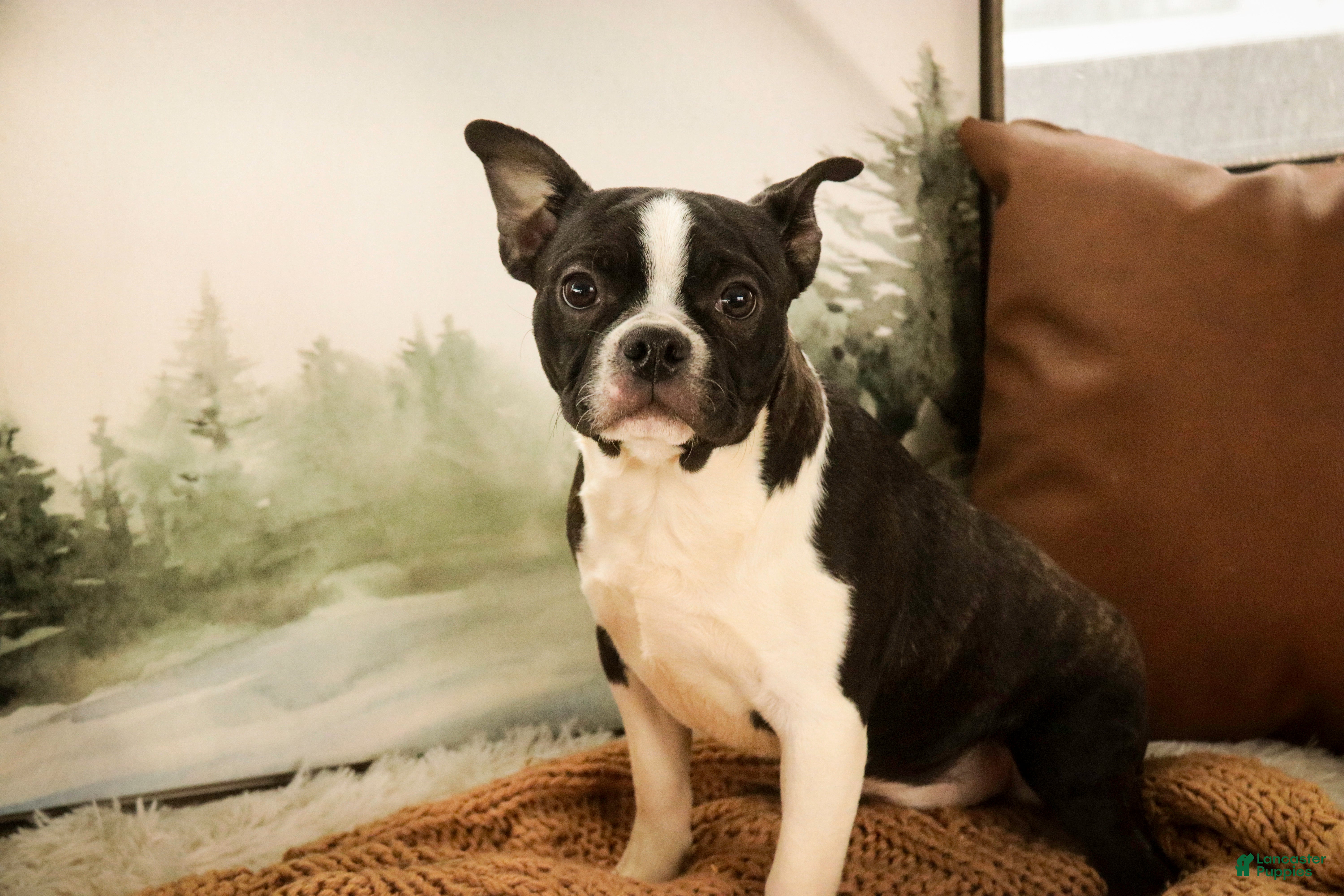 Boston Terrier dogs Howie - Ad 5