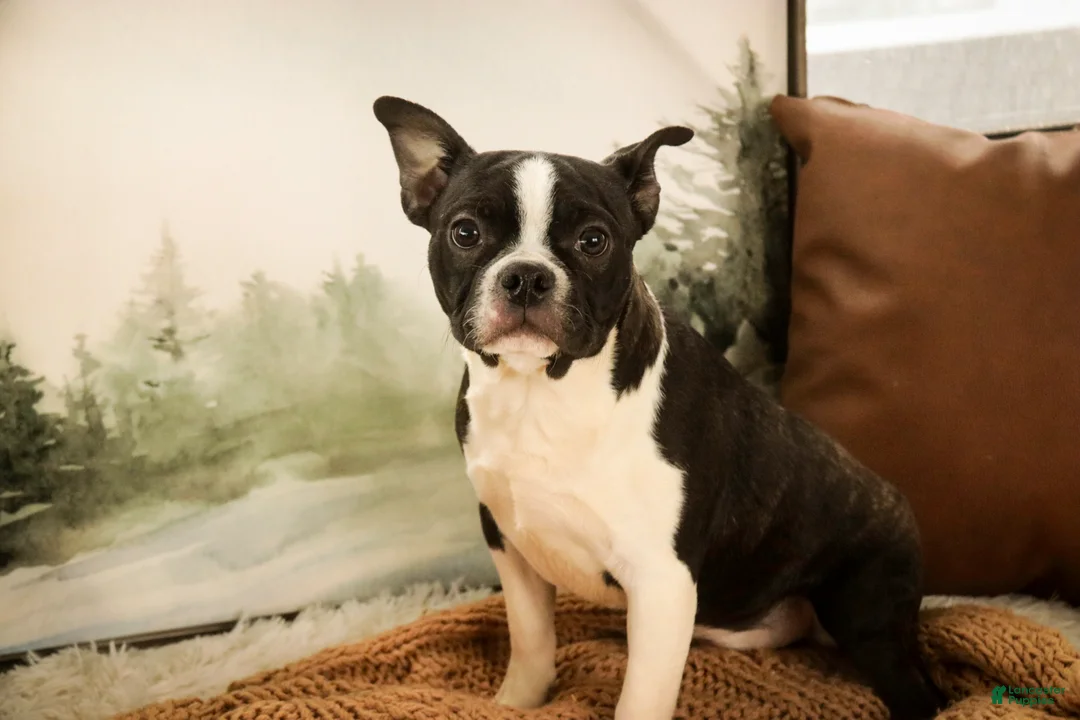 Boston Terrier dogs for sale: Howie - Ad 1