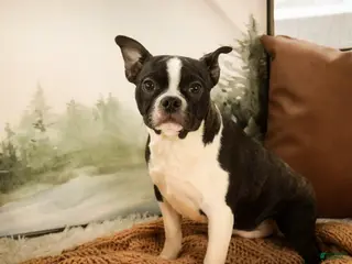 Boston Terrier dogs Howie - Ad 16