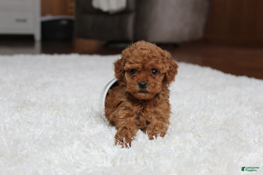 Toy Poodle dogs for sale: Teacup Aubrey - Ad 2