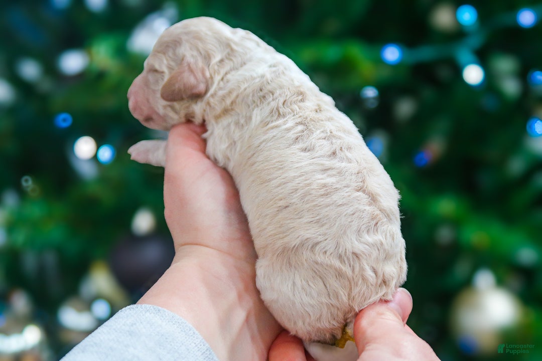 Lagotto Romagnolo dogs for sale: male 1 - Ad 2