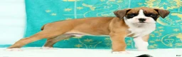 Boxer dogs for sale: Moose - Ad 3