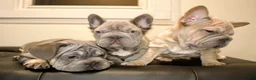 French Bulldog dogs for sale: LAZARUS - Ad 3