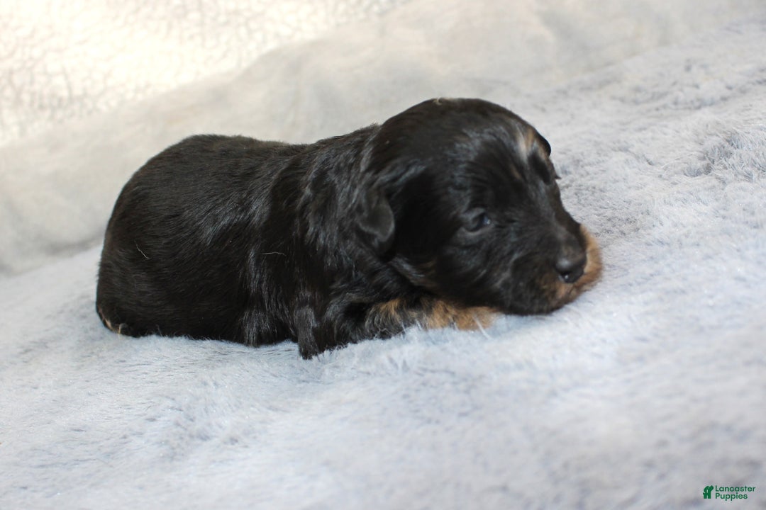 Aussiedoodle dogs for sale: Valentino - Ad 1
