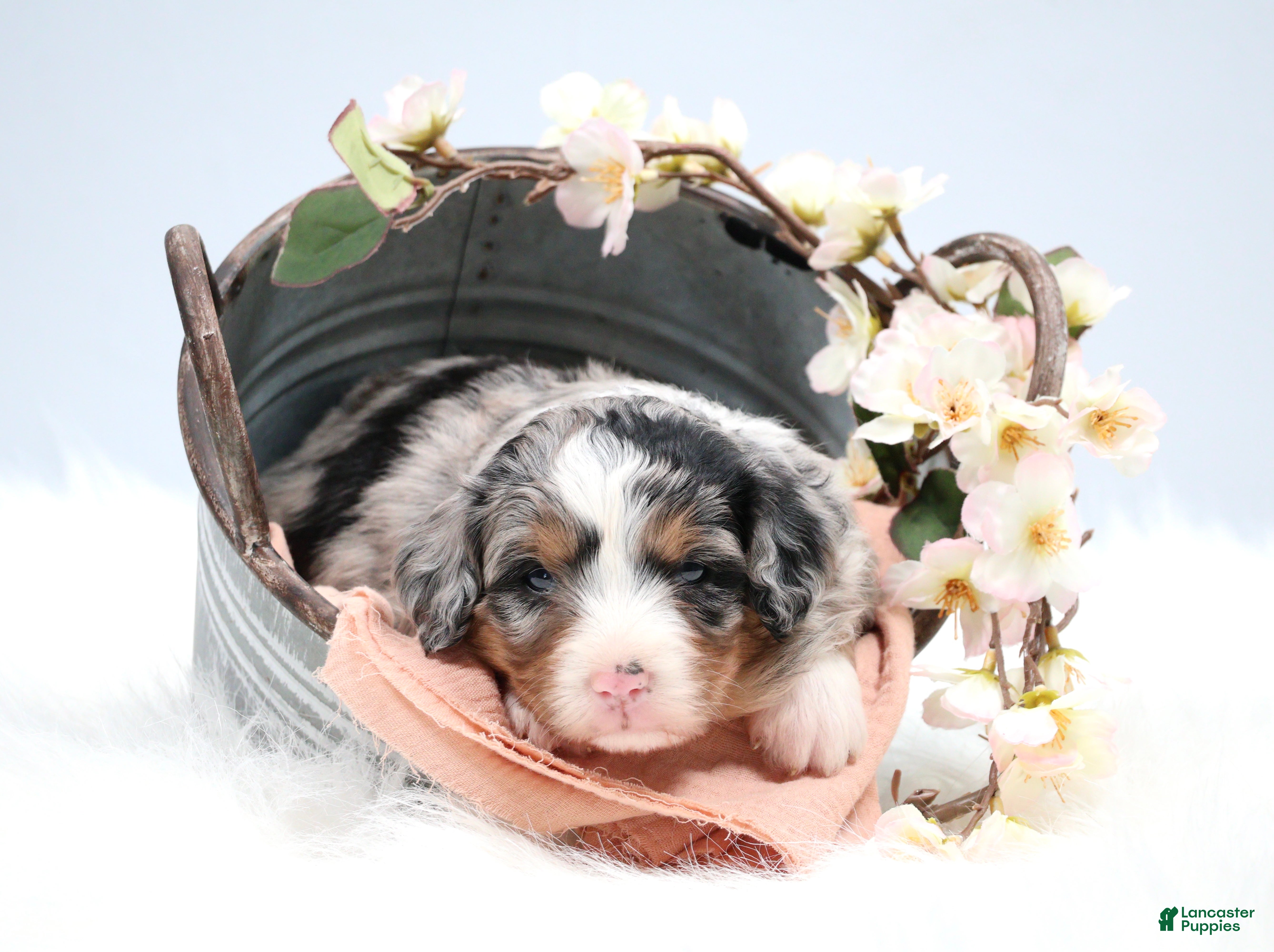 Mini Bernedoodle dogs Callie  - Ad 2