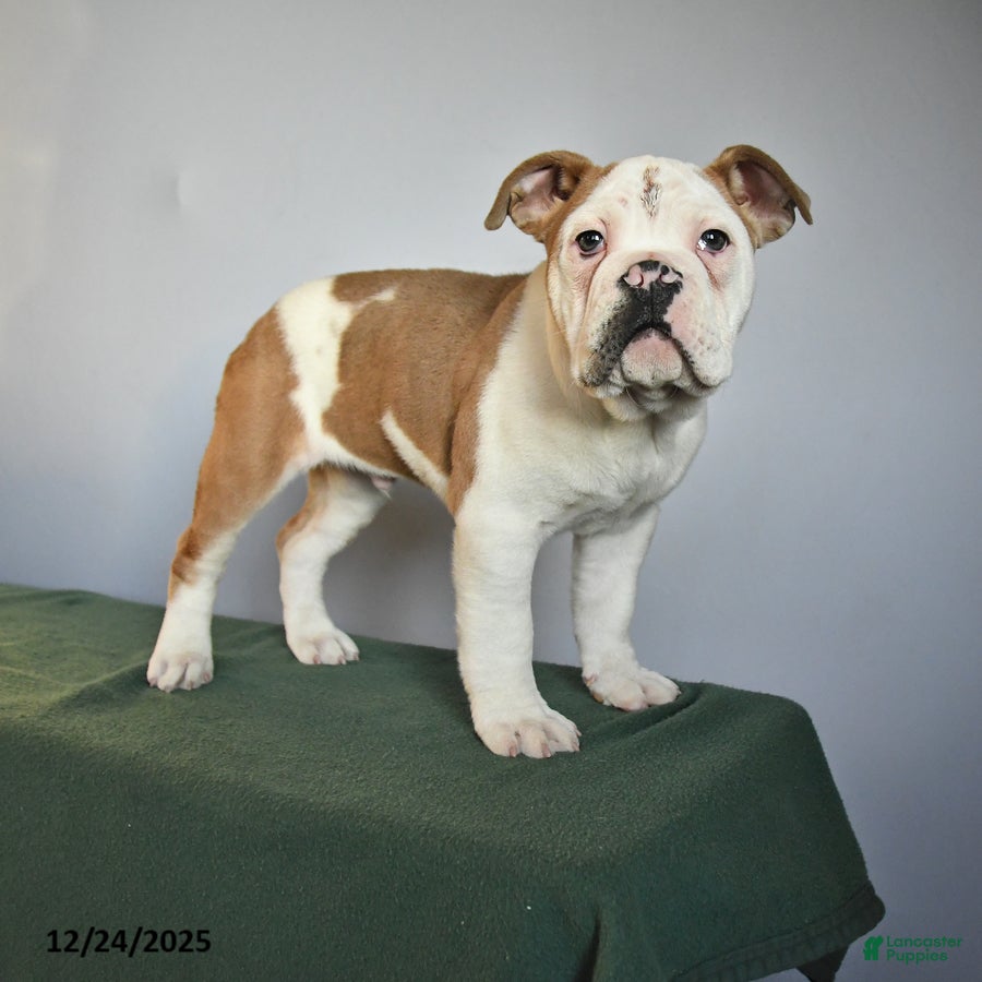 Mixed Breed dogs Max - Ad 36