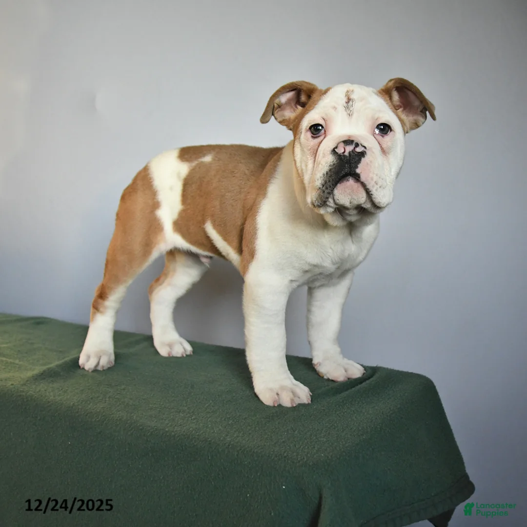 Mixed Breed dogs for sale: Max - Ad 1