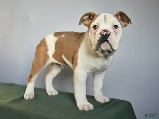 Mixed Breed dogs Max - Ad 5