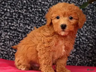 Bichpoo dogs Foster - Ad 3