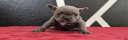 French Bulldog dogs for sale: Xander - Ad 5