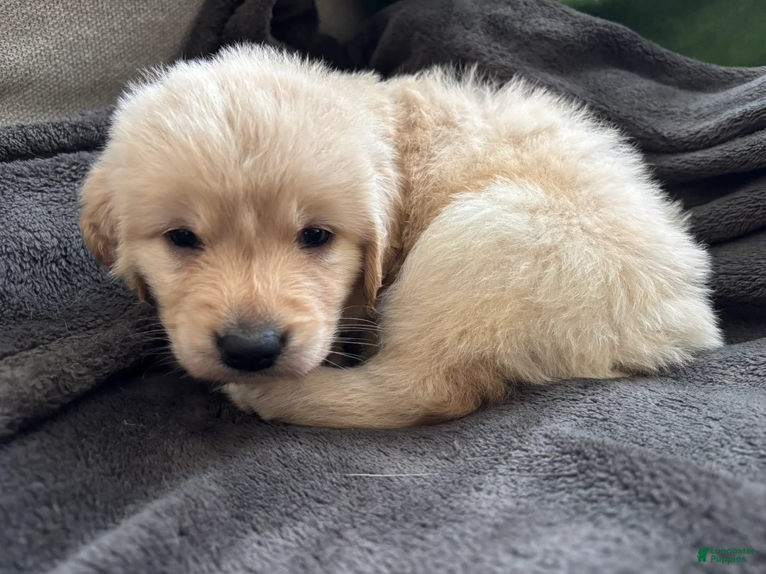 Mixed Breed dogs for sale: Bright pink collar - Ad 2