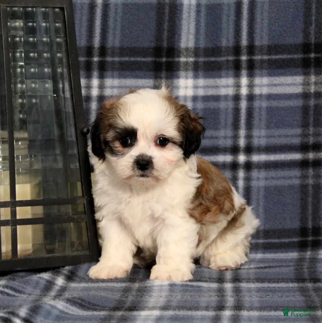 Teddy Bear dogs for sale: Kevin - Ad 1