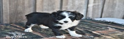 Mixed Breed dogs for sale: Oreo - Ad 3