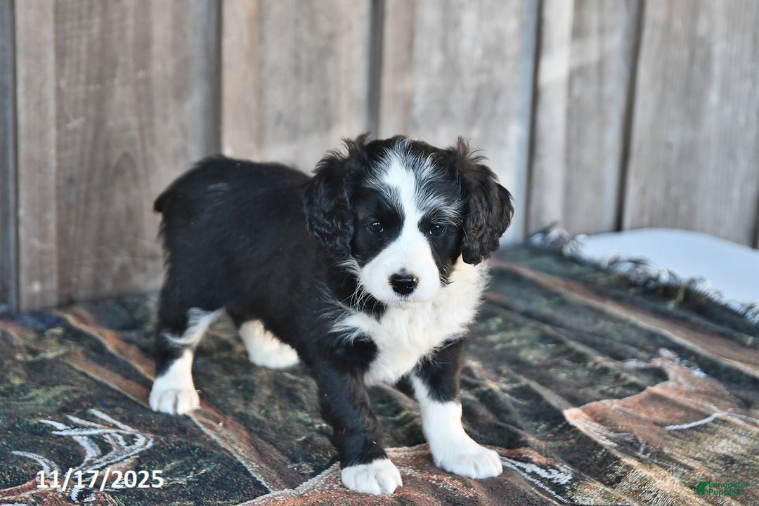 Mixed Breed dogs for sale: Oreo - Ad 3
