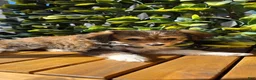 Mixed Breed dogs for sale: Mixed Breed 1 - Ad 2