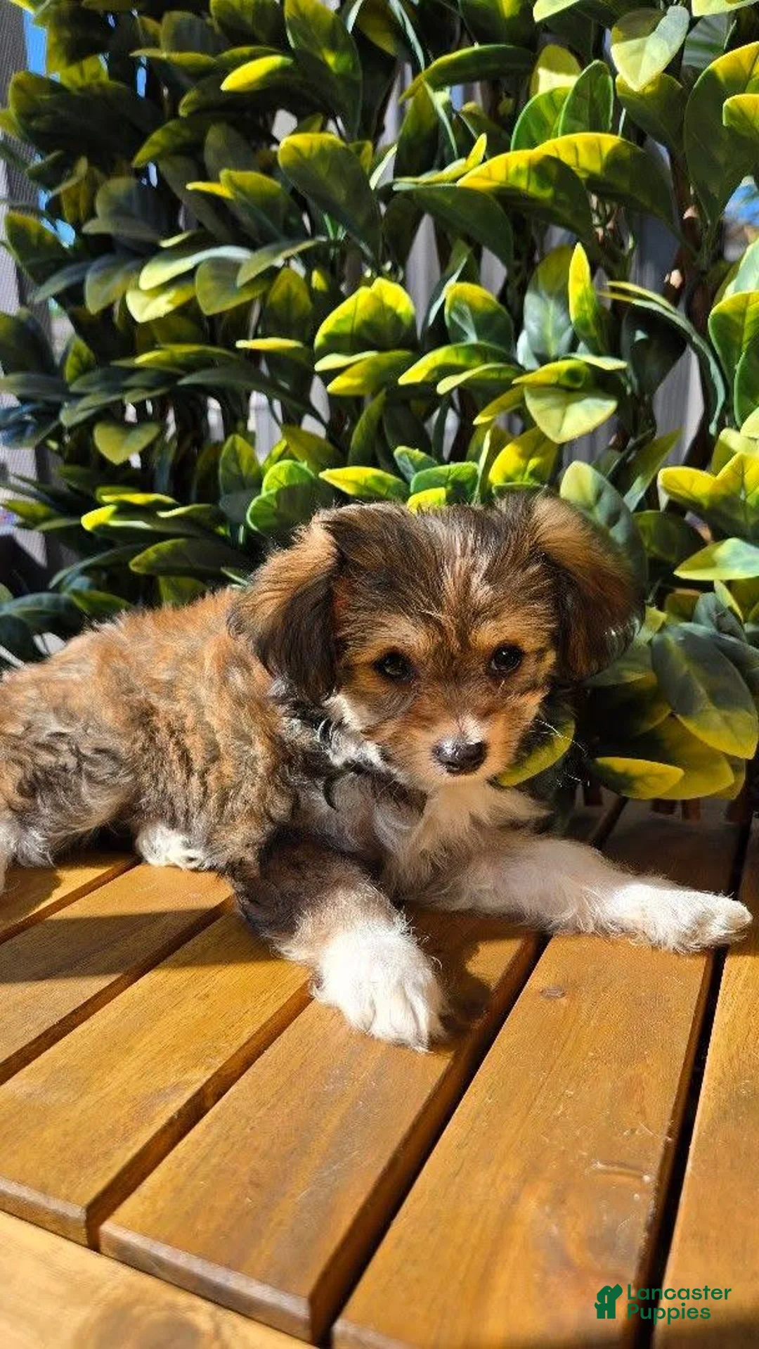 Mixed Breed dogs for sale: Mixed Breed 1 - Ad 2