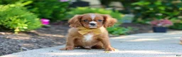 Cavalier King Charles Spaniel dogs for sale: Mr. Bentley - Ad 6