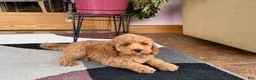 Cockapoo dogs for sale: Ray - Ad 7