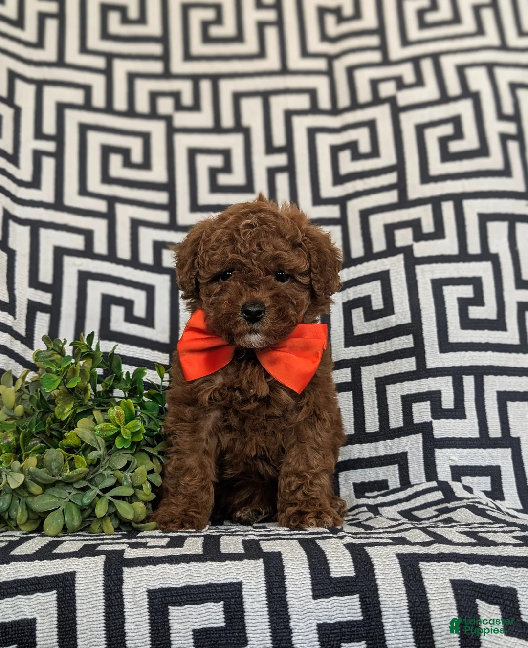 Miniature Poodle dogs for sale: Dolan 11 lbs full grown - Ad 1