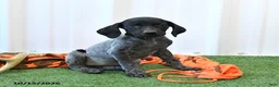 German Shorthaired Pointer dogs for sale: Lassie - Ad 3