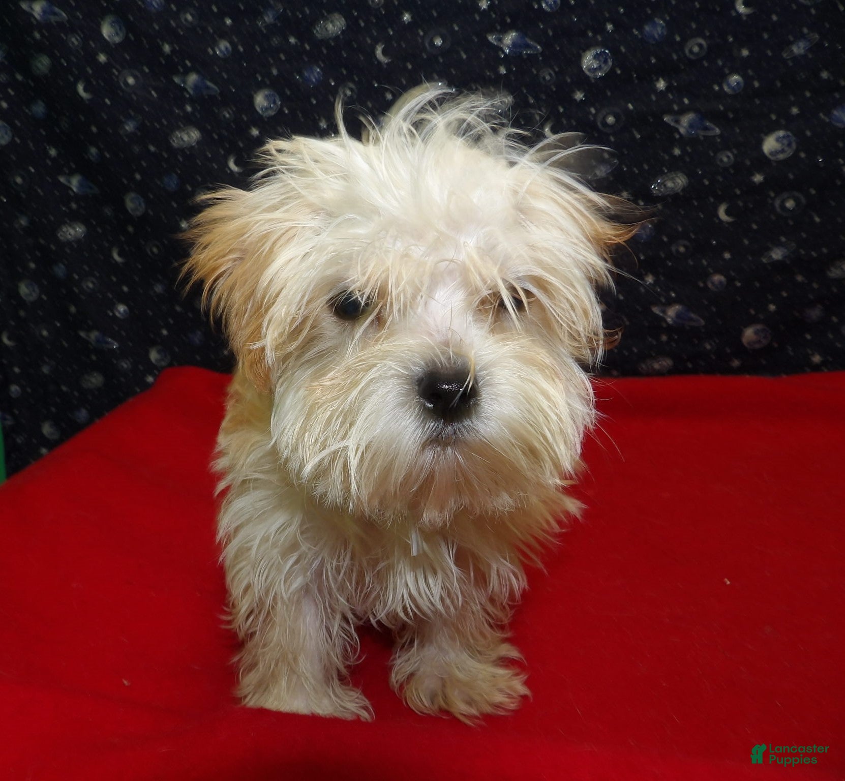 Morkie dogs  Ace - Ad 35