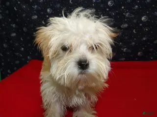 Morkie dogs Ace - Ad 35