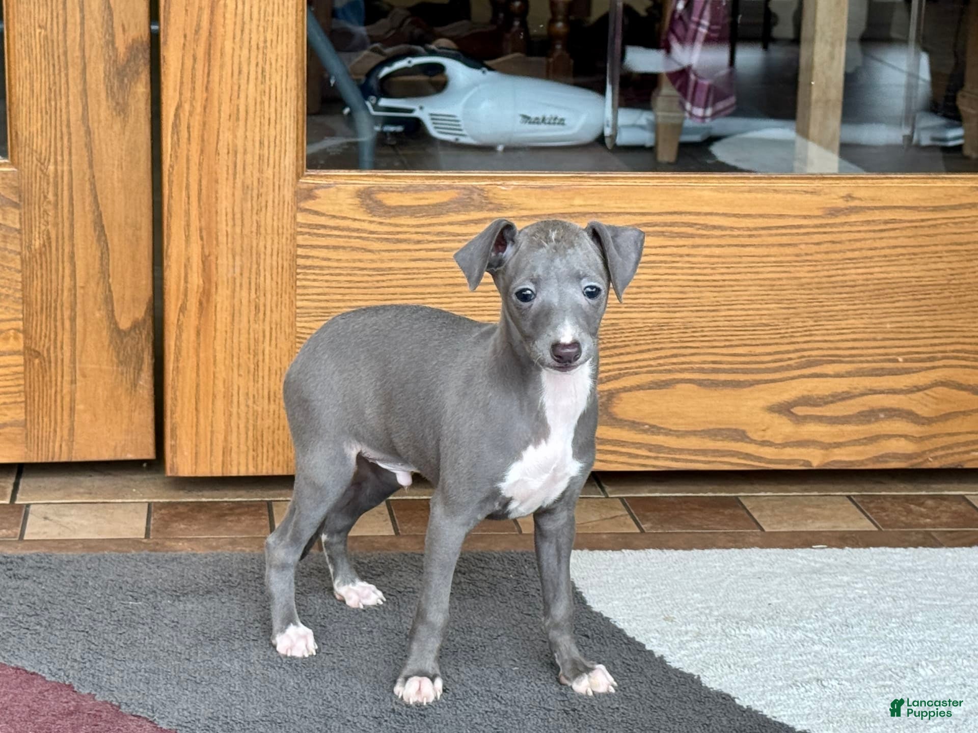 Italian Greyhound dogs Cj - Ad 1