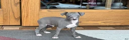 Italian Greyhound dogs for sale: Cj - Ad 1