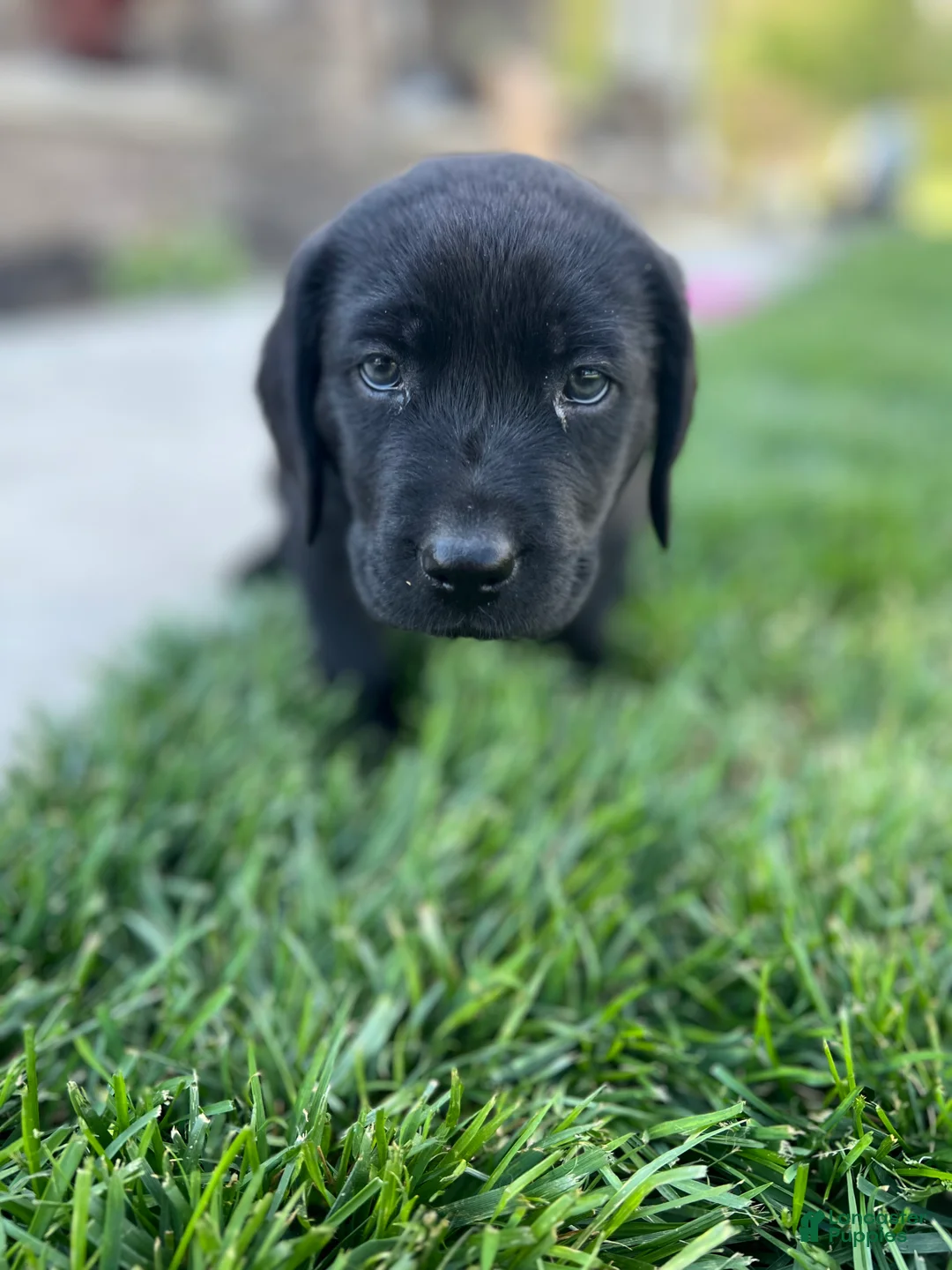 Labrador Retriever dogs for sale: Lavendar (Purple Collar) - Ad 1