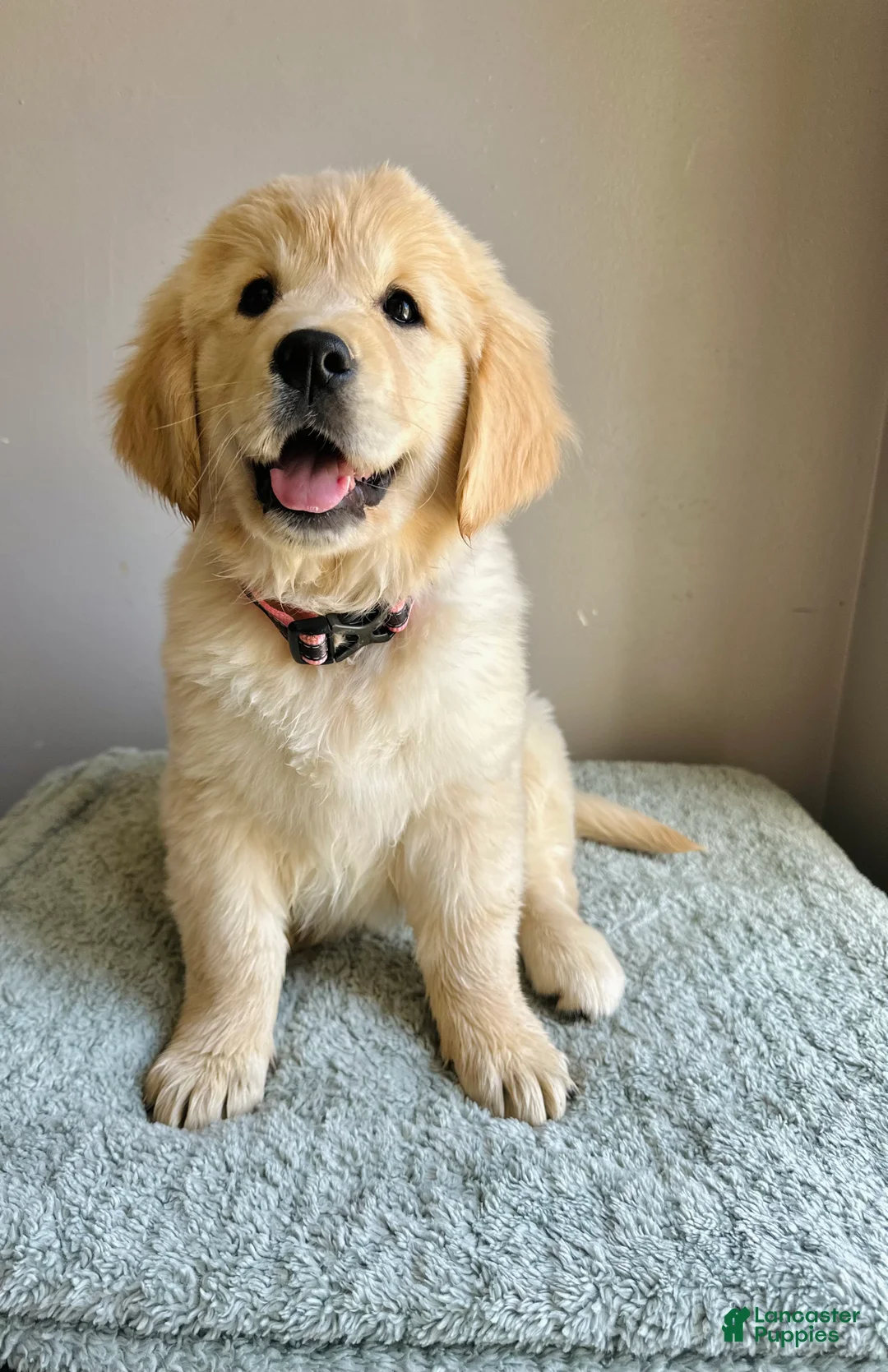Golden Retriever dogs for sale: Golden Retriever Puppy 1 - Ad 1