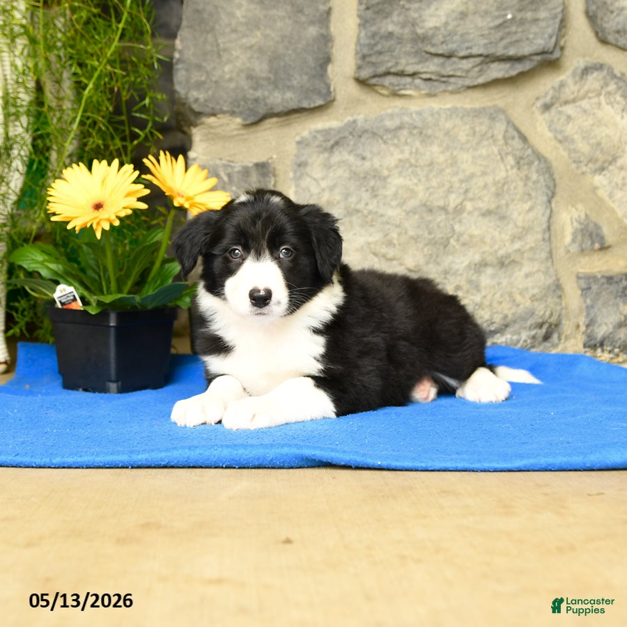 Border Collie dogs Katy - Ad 1