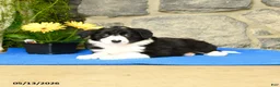 Border Collie dogs for sale: Katy - Ad 1