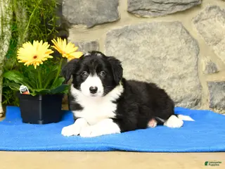Border Collie dogs for sale: Katy - Ad 1