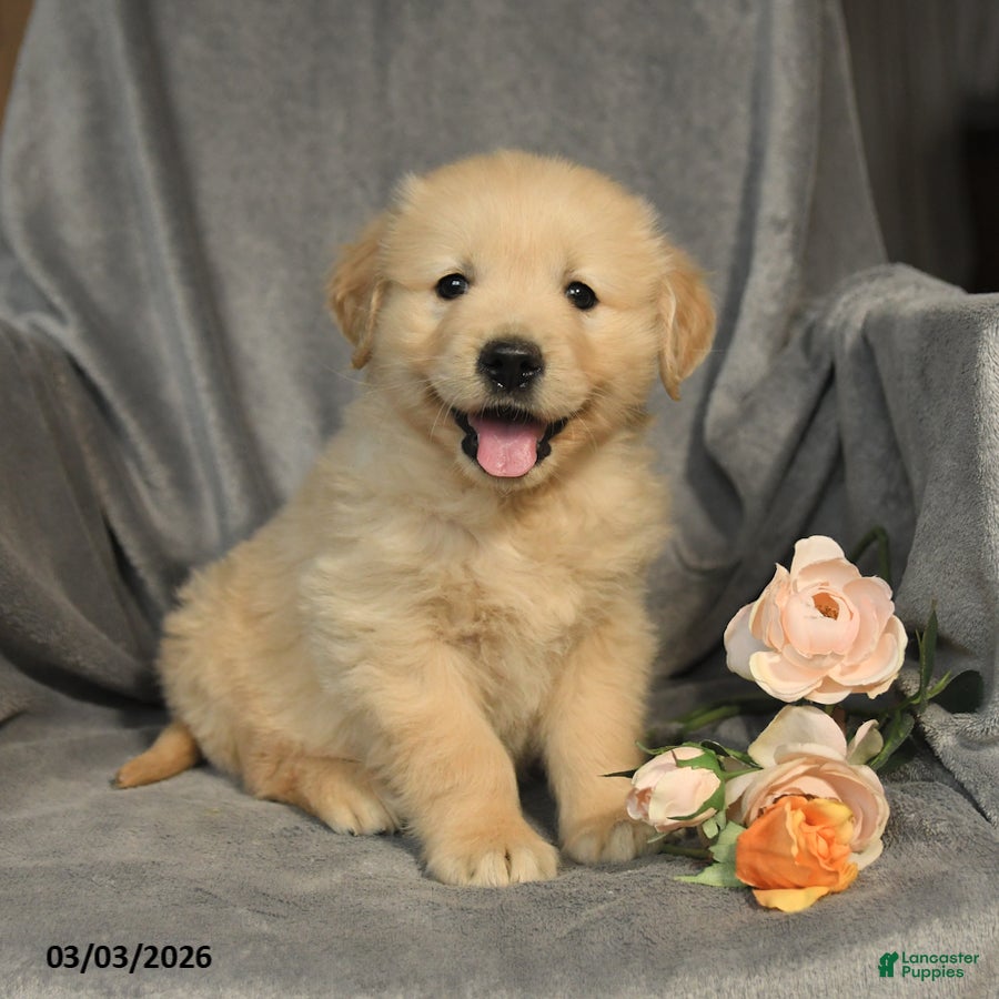 Golden Retriever dogs Lucy - Ad 2