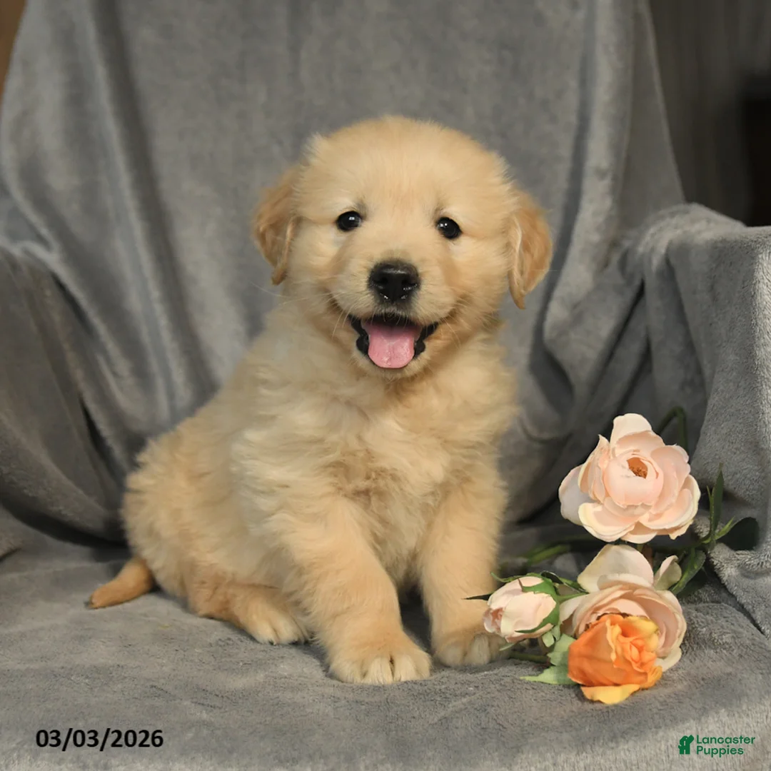 Golden Retriever dogs for sale: Lucy - Ad 2