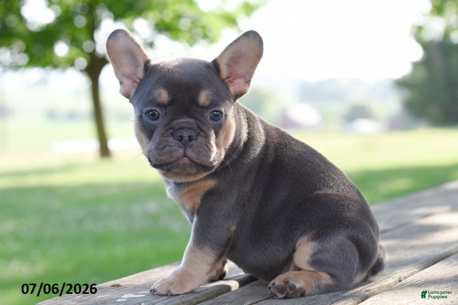 French Bulldog dogs Mae - Ad 2