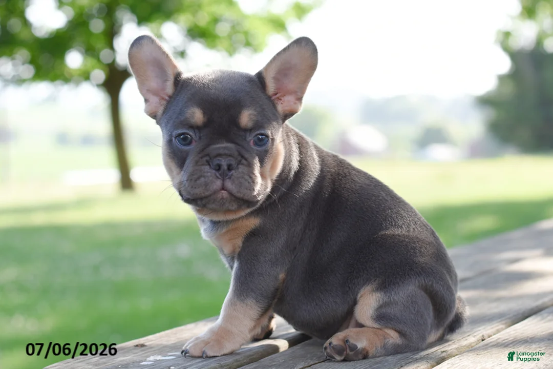 French Bulldog dogs for sale: Mae - Ad 2