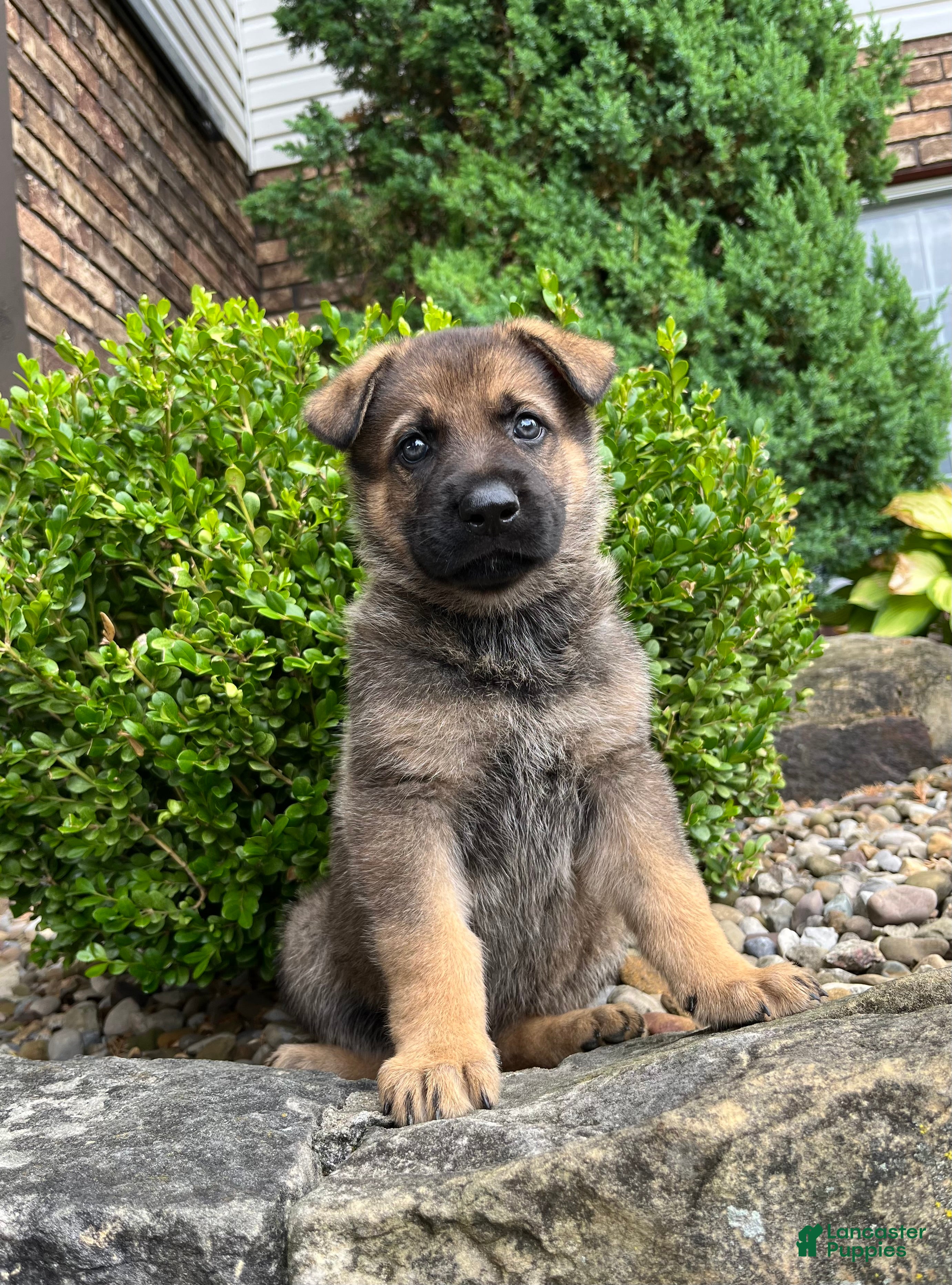 German Shepherd dogs Clarke - Ad 1