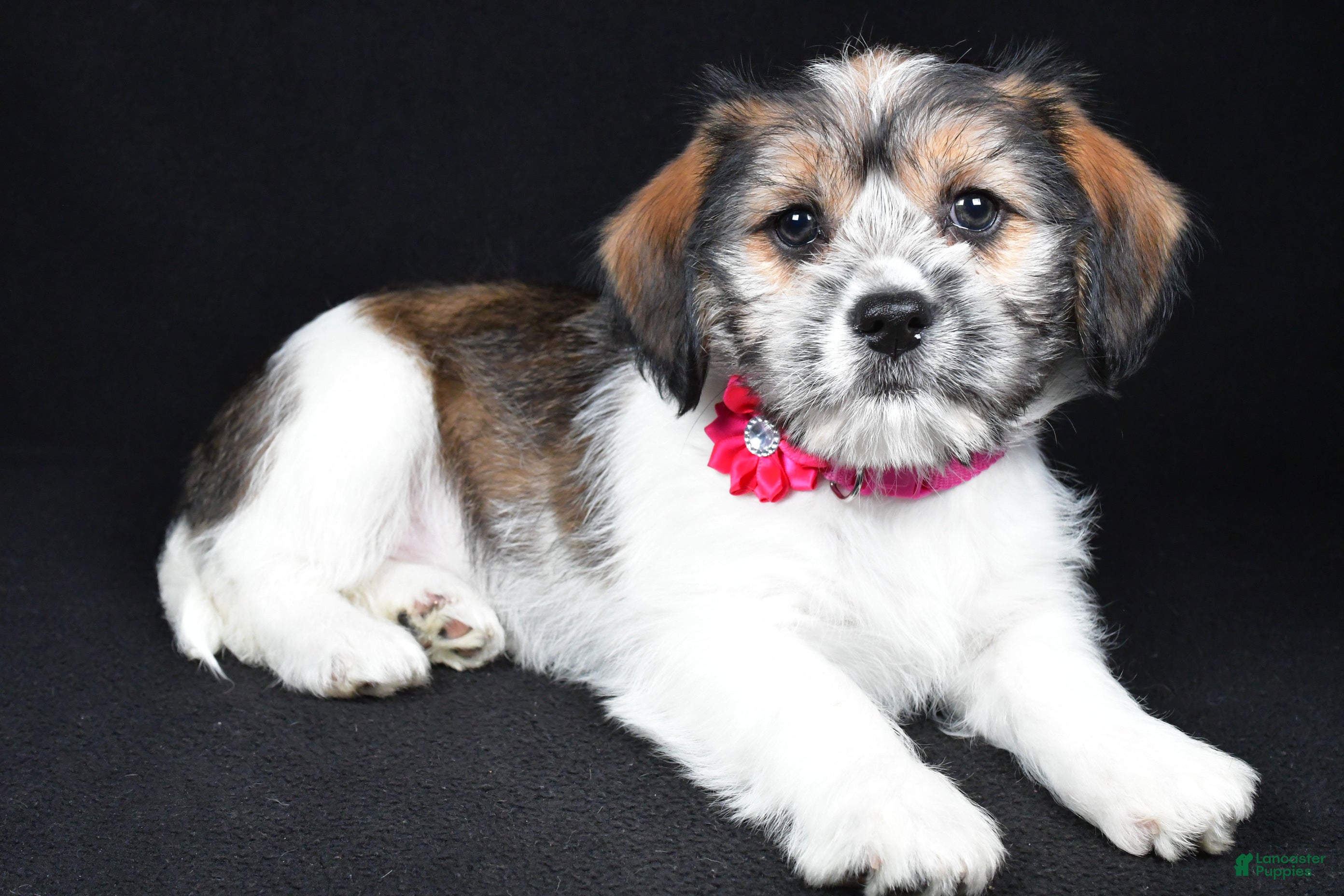 Mixed Breed dogs Tessa - Ad 1